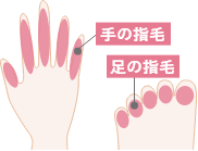 手/足の指毛